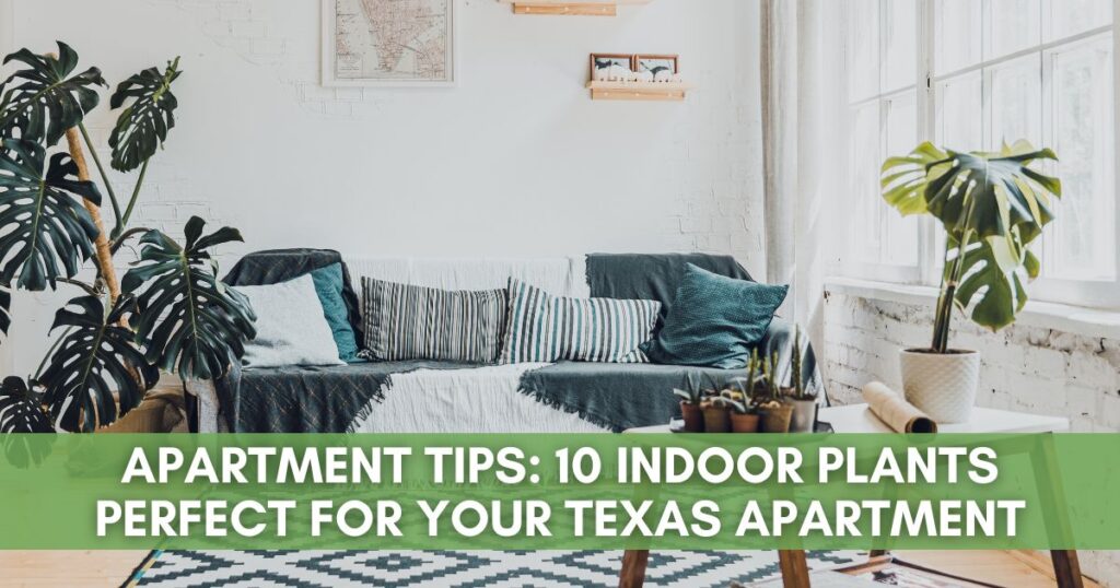 Photo of a Texas apartment living room with plants, and a green bar across the saying Apartment Tips: 10 indoor plants perfect for your texas apartment